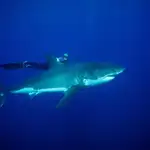  La piel del tiburón enseña a nadar como Michael Phelps