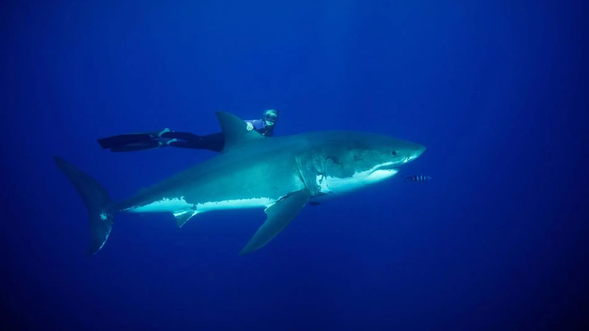 Un tiburón blanco en las costas de Hawai