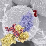 Estructura tridimensional de la proteína PBP2a de MRSA.