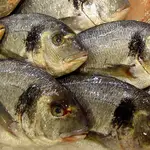  Los peces acumulan antidepresivos, antibióticos y cremas solares