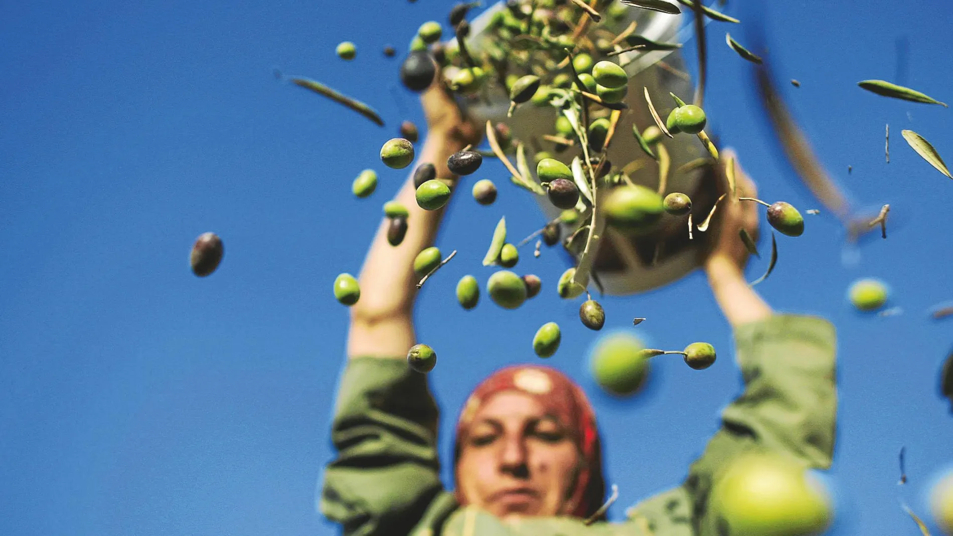 Mujer palestina derramando olivas