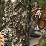 Tres días subidos a un árbol para huir de unos tigres