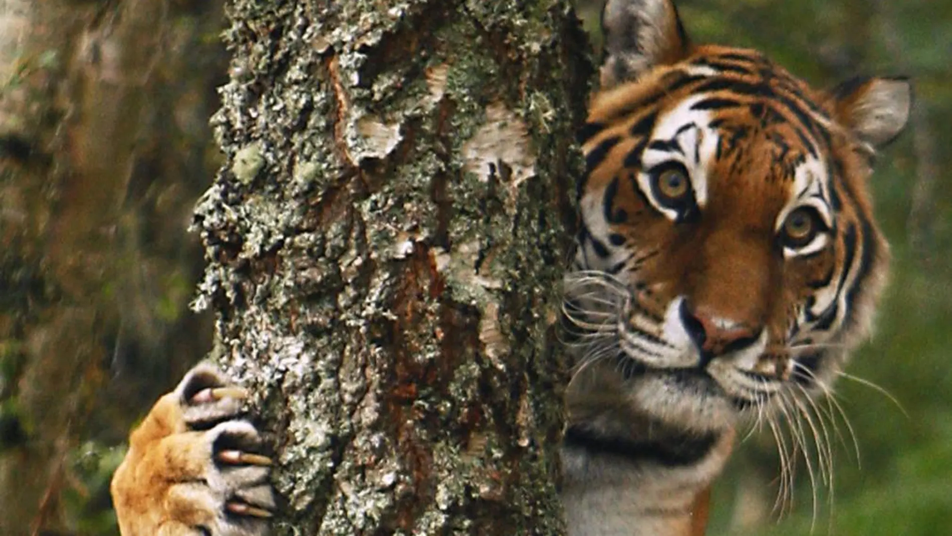 Tres días subidos a un árbol para huir de unos tigres