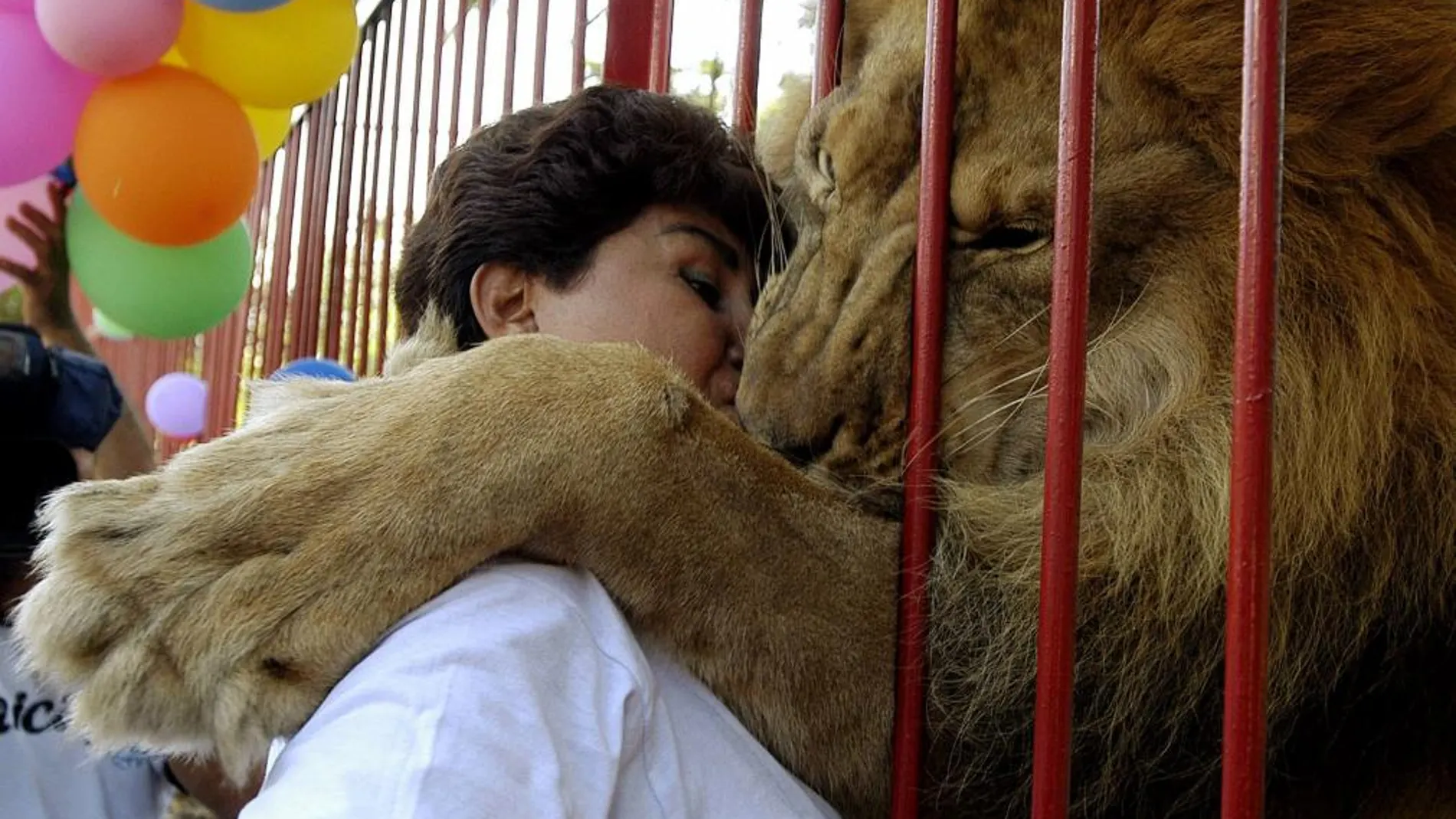 Un león recogido por un refugio para animales decomisados a narcotraficantes, circos y traficantes de fauna en Cali, Colombia