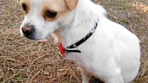 Solidaridad para ayudar al cachorro Peque