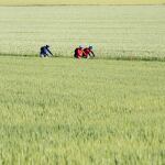 Un grupo de ciclistas pedalea entre campos de cereal]
