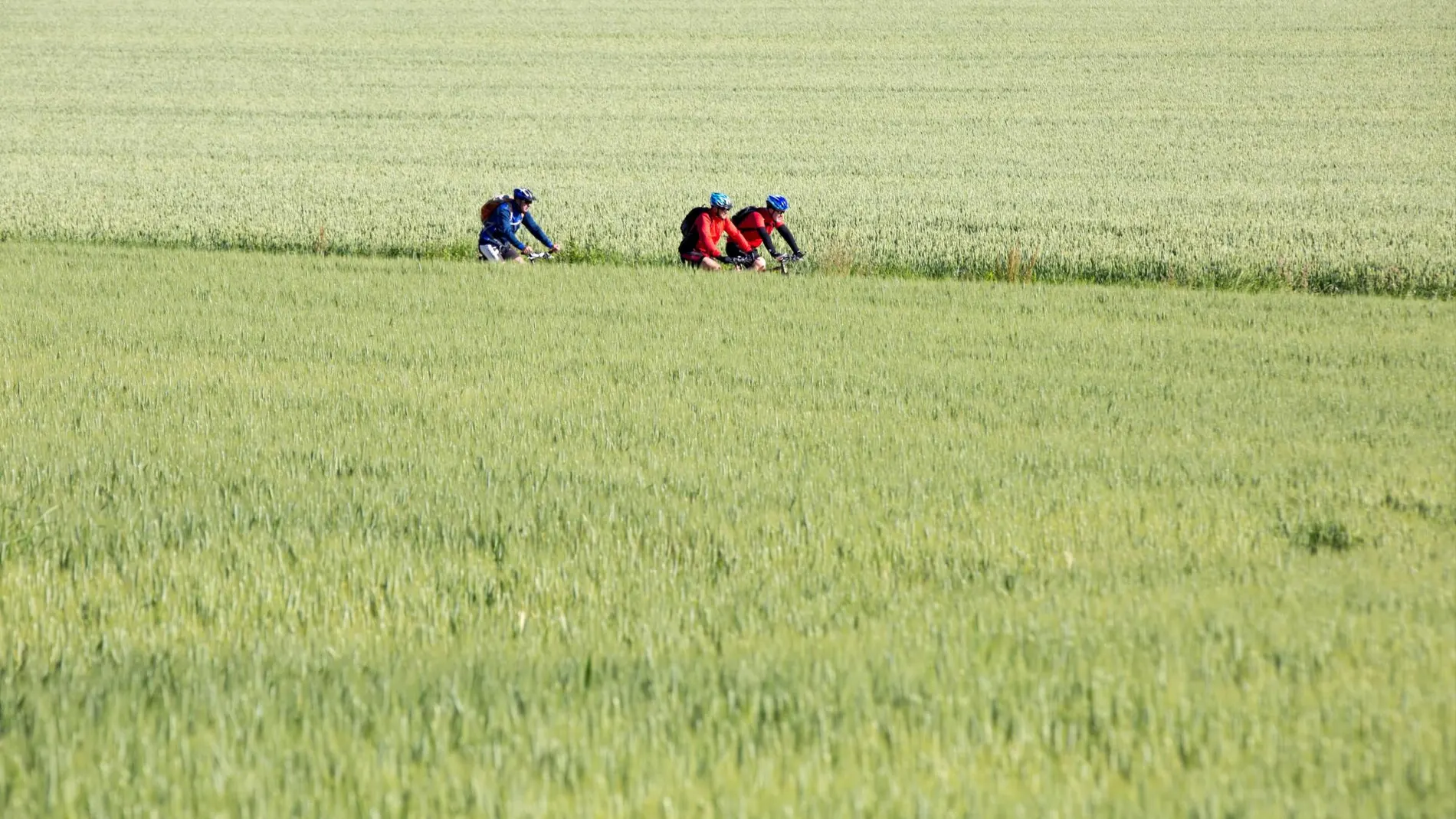 Un grupo de ciclistas pedalea entre campos de cereal]