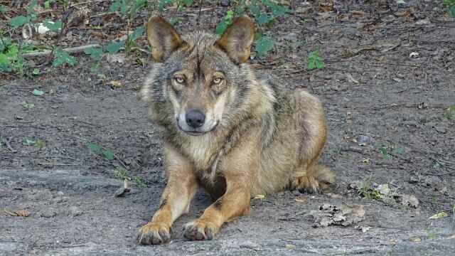 Un ejemplar de lobo ibérico / Pixabay