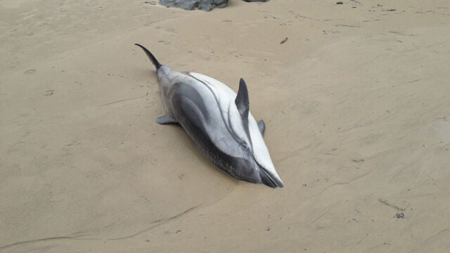 Uno de los delfines que ha aparecido en la playa de Oyambre, en Cantabria / Foto: Gobierno de Cantabria