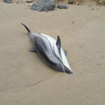 Uno de los delfines que ha aparecido en la playa de Oyambre, en Cantabria / Foto: Gobierno de Cantabria