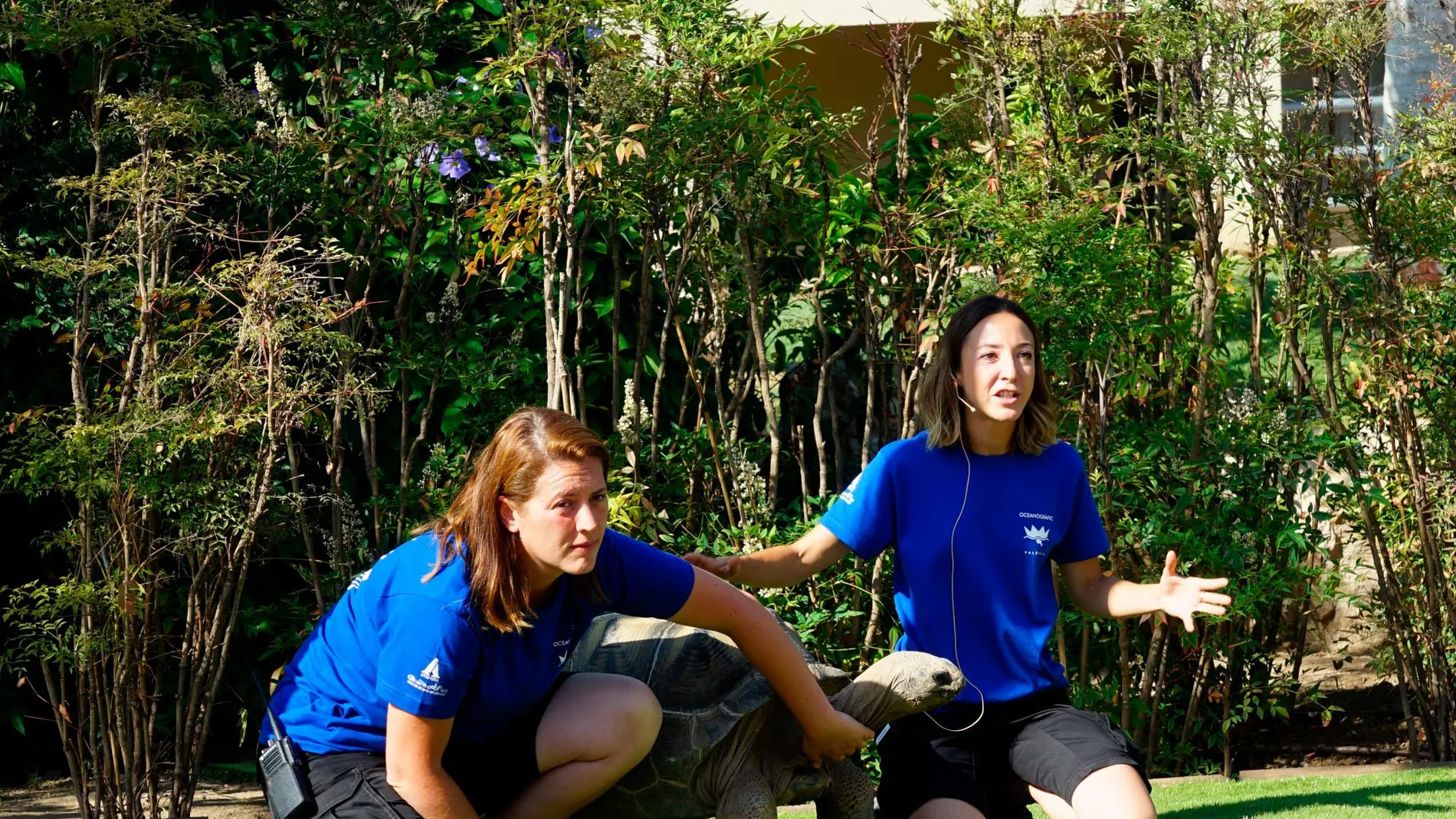 Las tortugas gigantes que ahora presenta el acuario pueden llegar a vivir casi doscientos años. Harriet, que ayer conoció a los periodistas, tiene solo ocho años pese a su espectacular tamaño