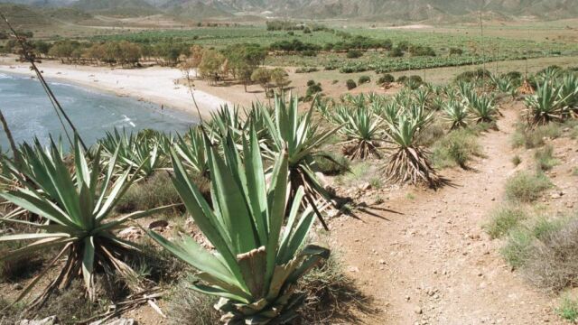 Un campo de chumberas y pitas en cabo de Gata