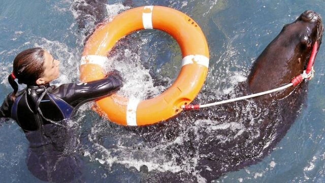 Los leones son adiestrados para llevar una cuerda o un salvavidas a una persona en peligro