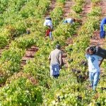 El vino gana mercados internacionales y se erige en emblema de la competitividad