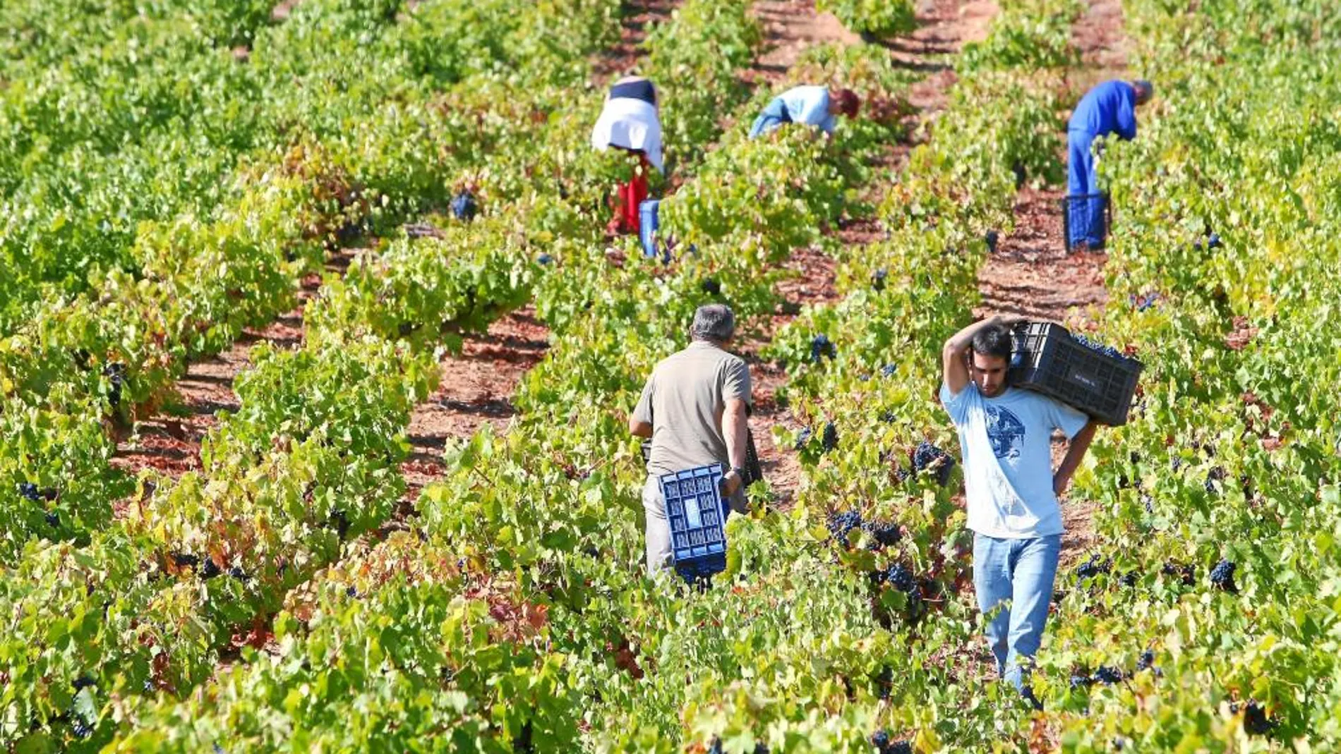 El vino gana mercados internacionales y se erige en emblema de la competitividad