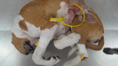 "Chula"falleció después de que su dueño le propinase una patada