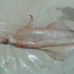 El estudio ha descubierto una sorprendente aplicación de los calamares / C. Pastrano
