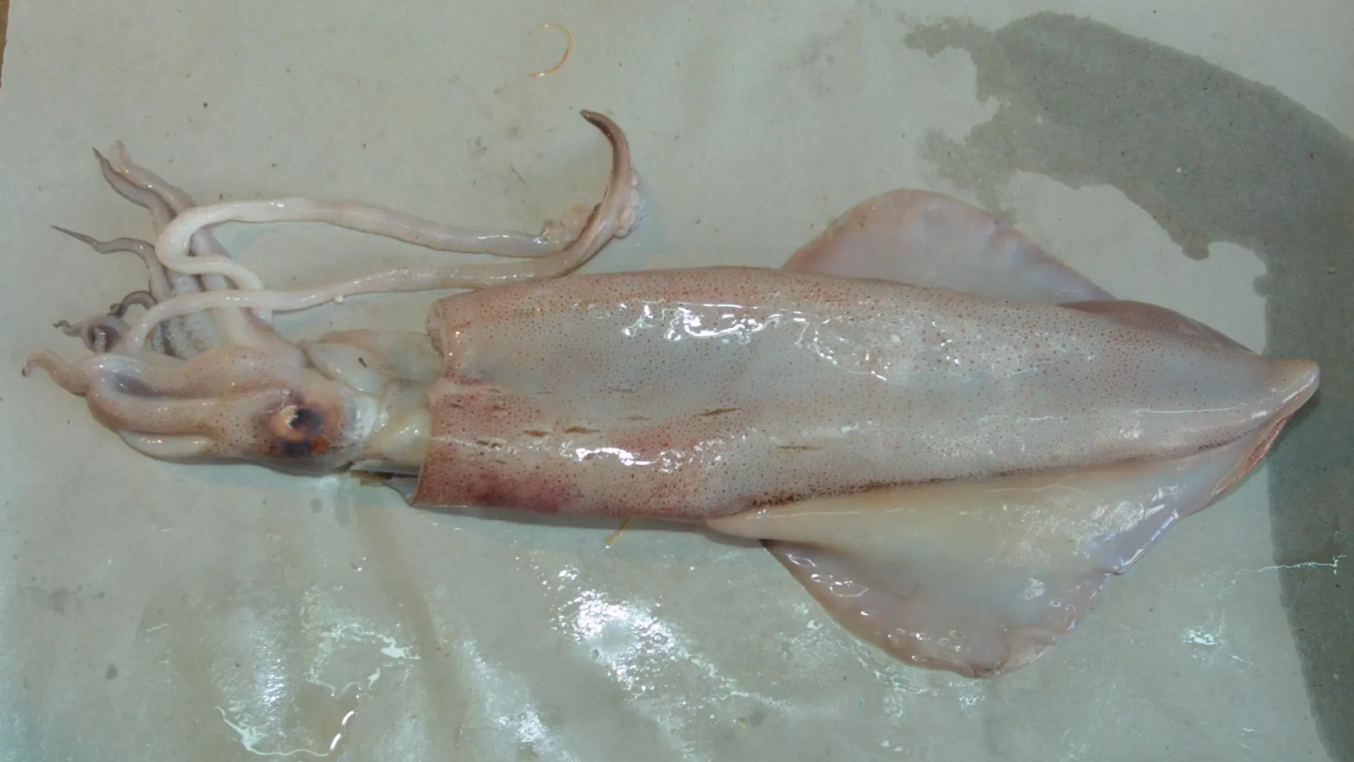 El estudio ha descubierto una sorprendente aplicación de los calamares / C. Pastrano