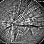 Imagen al microscopio de las microestructuras de deposición del otolito