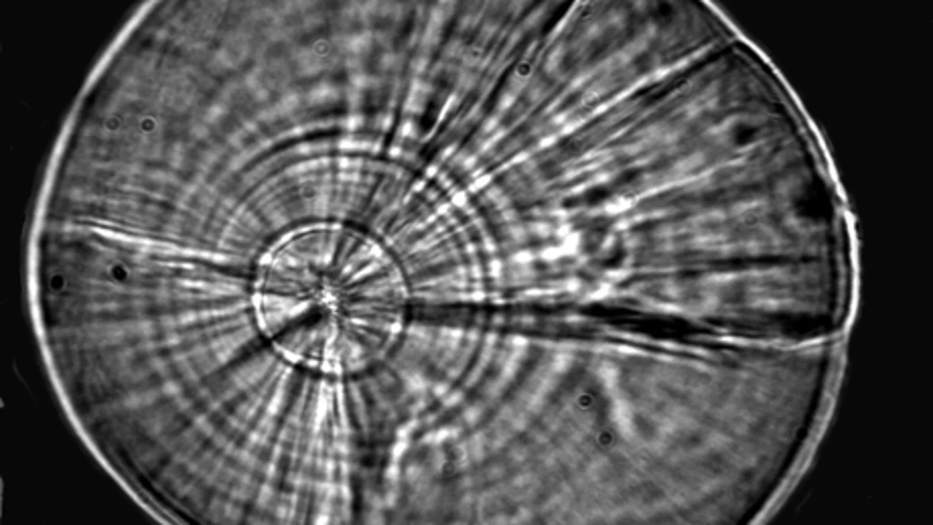 Imagen al microscopio de las microestructuras de deposición del otolito