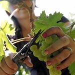 La producción de vino de este año en Castilla-La Mancha será un 10% superior a la media de los últimos años