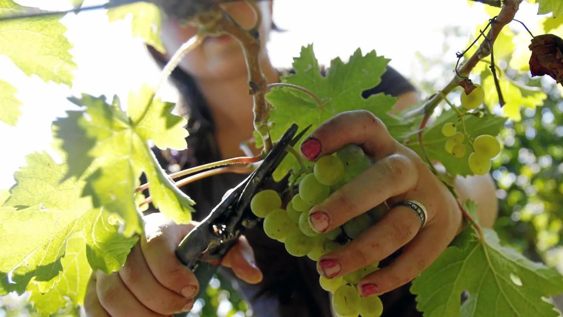 La producción de vino de este año en Castilla-La Mancha será un 10% superior a la media de los últimos años