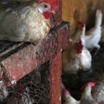Vista de varios pollos en una feria ganadera en Santo Domingo (República Dominicana). El gobierno de Haití ha prohibido la importación de aves y huevos producidos en República Dominicana, para impedir el ingreso del virus de la gripe aviar a su país