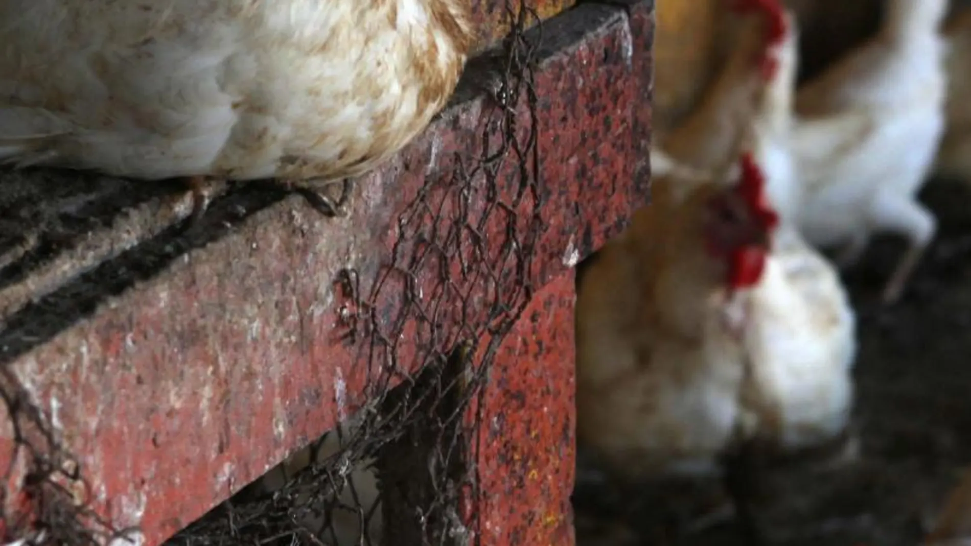Vista de varios pollos en una feria ganadera en Santo Domingo (República Dominicana). El gobierno de Haití ha prohibido la importación de aves y huevos producidos en República Dominicana, para impedir el ingreso del virus de la gripe aviar a su país