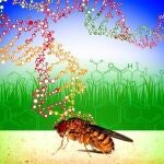 La diversidad genética presente en las poblaciones naturales de moscas de la fruta les permite adaptarse a la presencia de compuestos tóxicos ambientales