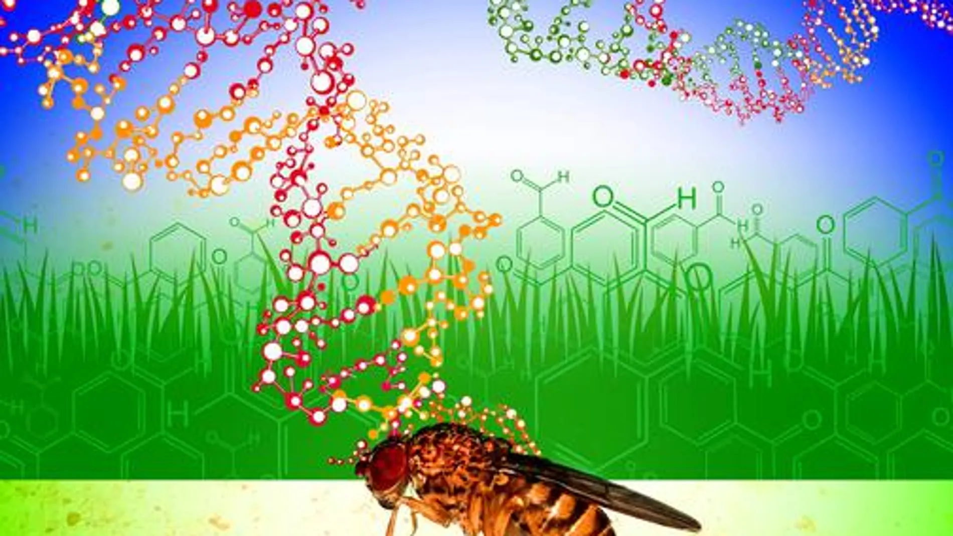 La diversidad genética presente en las poblaciones naturales de moscas de la fruta les permite adaptarse a la presencia de compuestos tóxicos ambientales