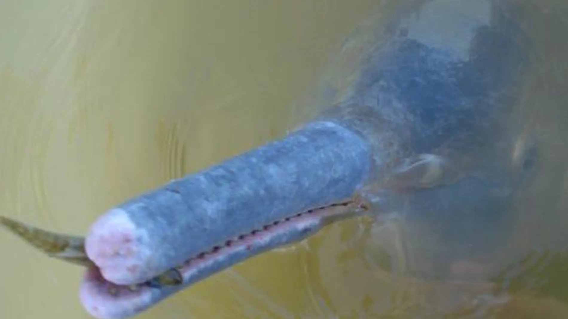 Imagen de la nueva especie descubierta en Brasil
