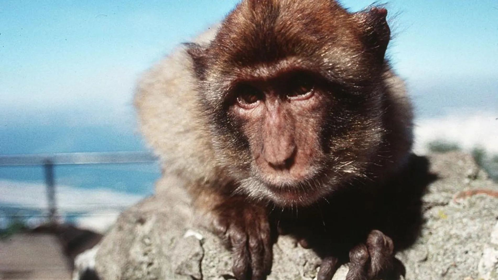 El estudio comprobó la eficacia de la nueva vacuna en macacos