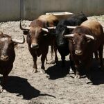 Descubren en Túnez el uro más antiguo del mundo, antepasado del toro actual