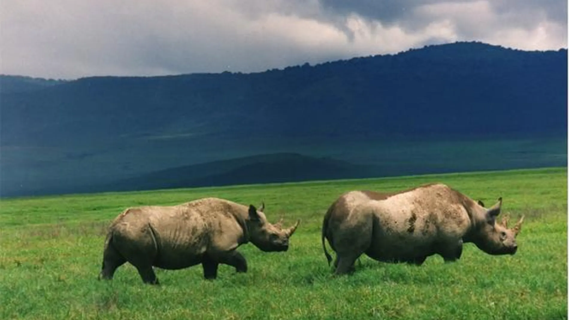 Actualmente existen 5.055 rinocerontes negros (Diceros bicornis) en África