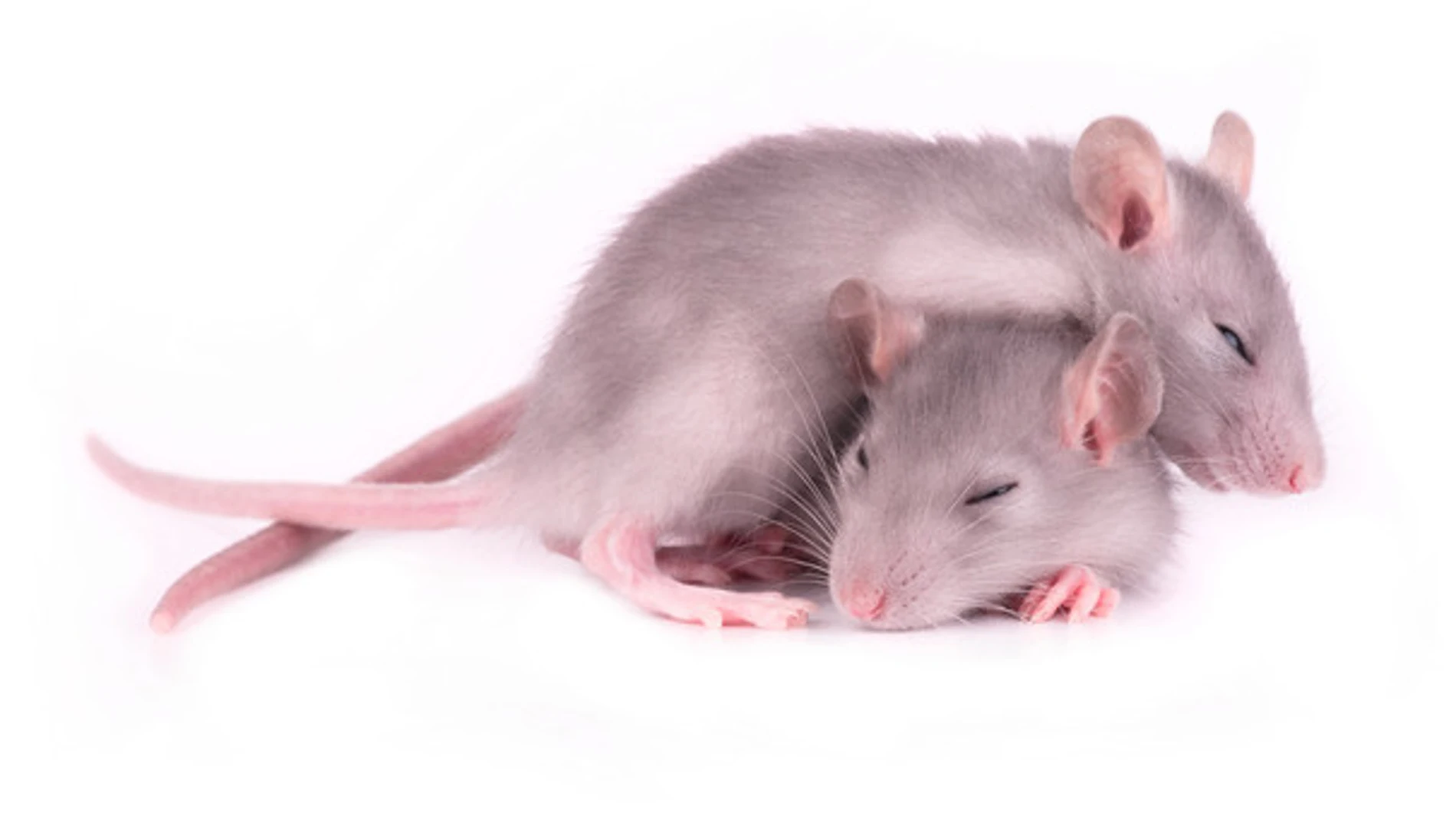 Solo los ratones que recibieron la estimulación ligada a la activación de las células de lugar pasaron más tiempo en la localización codificada por esas células