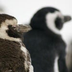 Las plumas de los polluelos de pingüino de Magallanes menores de 25 días no son impermeables