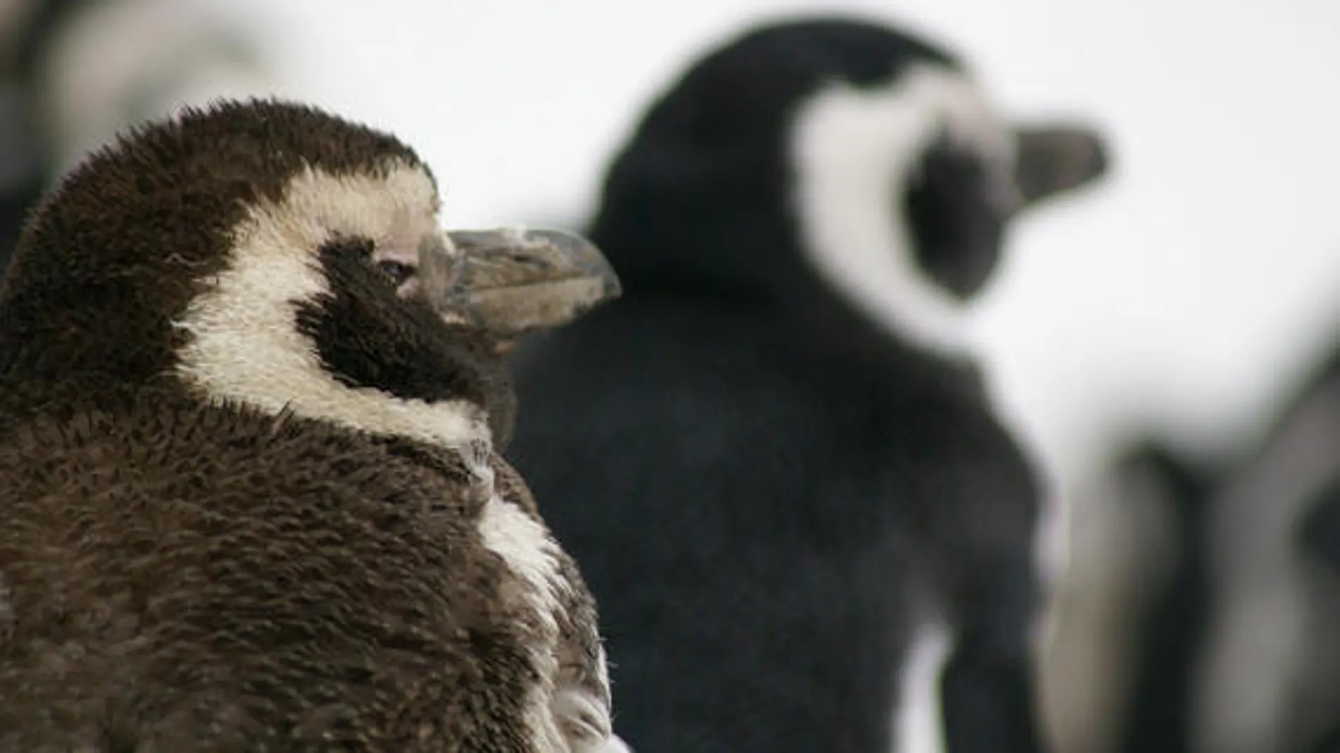 Las plumas de los polluelos de pingüino de Magallanes menores de 25 días no son impermeables