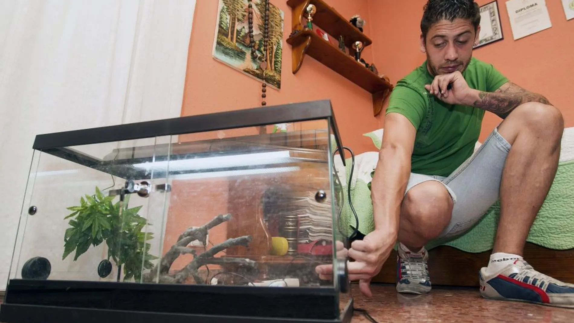 Cristian Gómez muestra el terrario y el respiradero por el que se escapó el lunes su serpiente pitón real