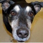 Frankie es el primer perro entrenado para detectar cáncer de tiroides en la orina