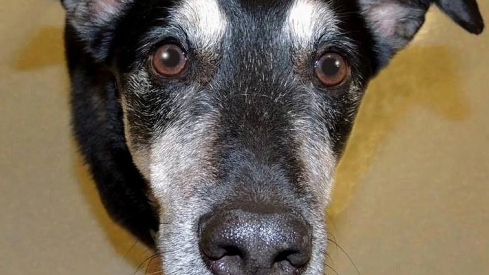 Frankie es el primer perro entrenado para detectar cáncer de tiroides en la orina