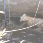 Dramático rescate de un león que cayó a un pozo de 20 metros de profundidad