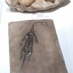 Varios fósiles en la nueva exposición temporal del Museo Geominero