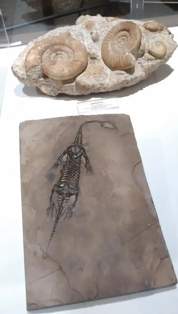 Varios fósiles en la nueva exposición temporal del Museo Geominero