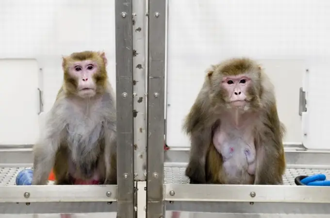 China registra la primera muerte de un humano por el virus del mono B