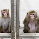 Dos macacos rhesus utilizados en un experimento