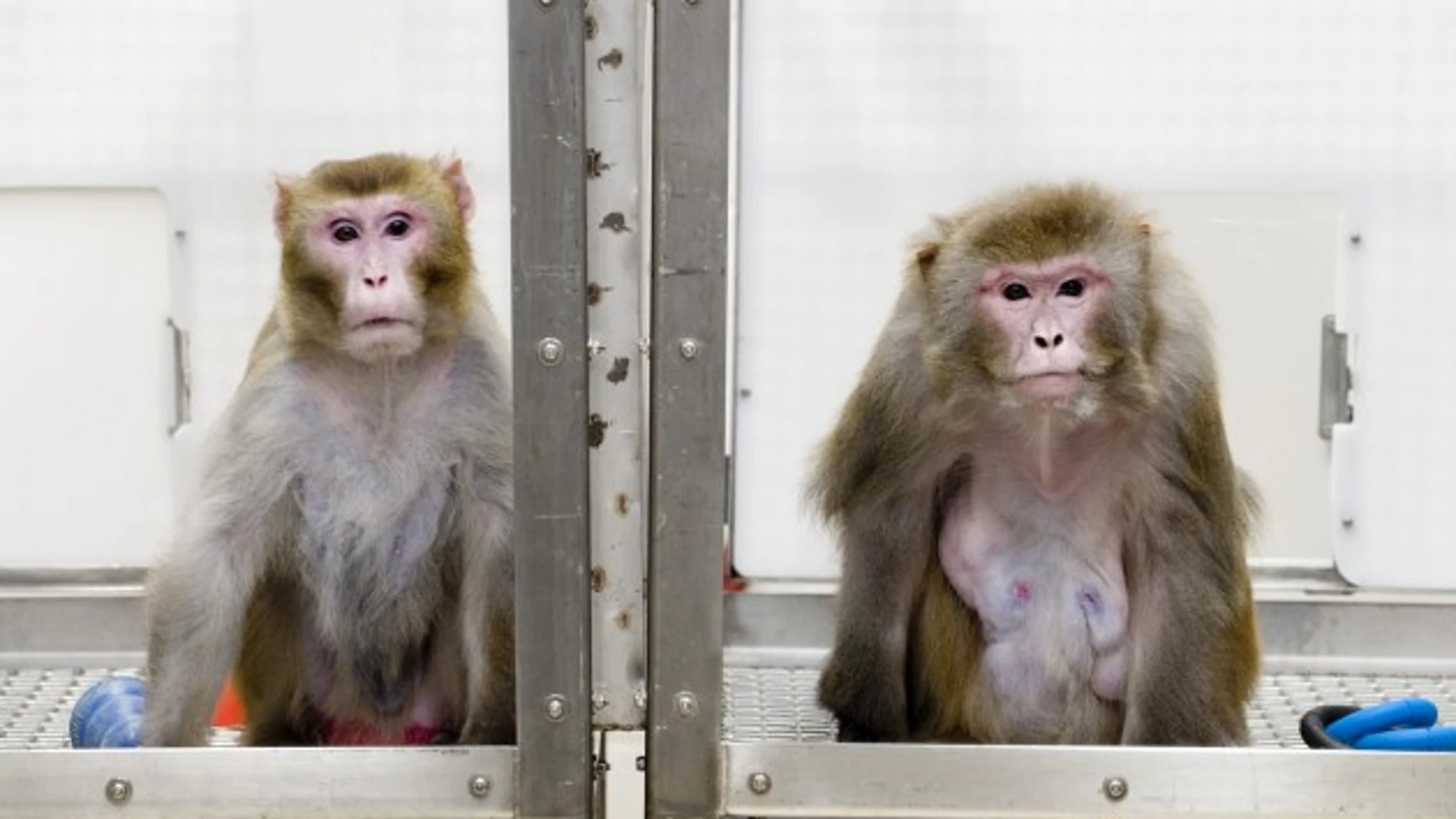 Dos macacos rhesus utilizados en un experimento