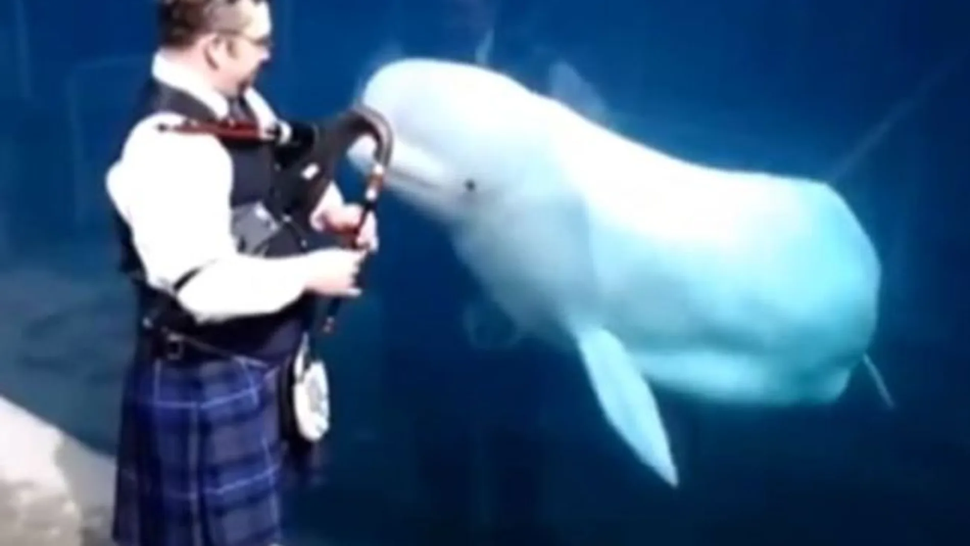 Una ballena "baila"al ritmo de una gaita escocesa