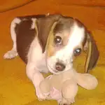  Toby, un beagle peculiar