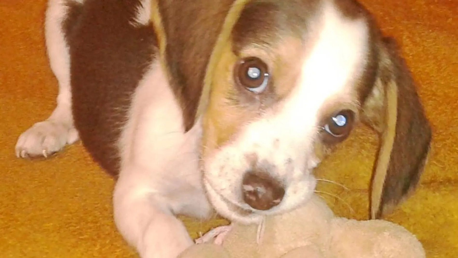 Toby, un beagle peculiar