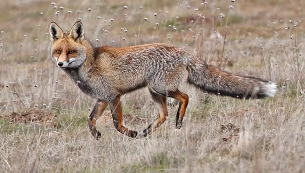 El zorro es uno de los mayores depredadores de la fauna cinegética.